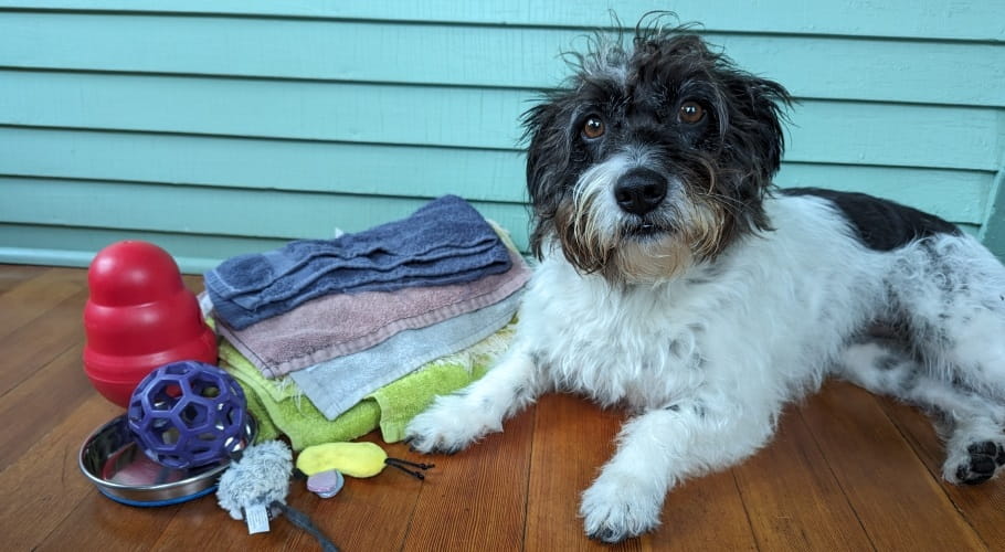 Dog with towels and toys to donate