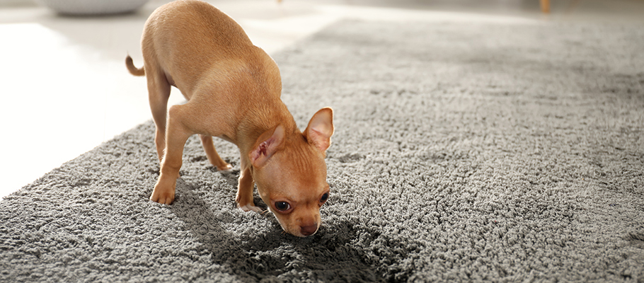 dog smelling the carpet